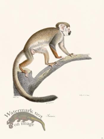 Cuvier 401 Squirrel Monkey